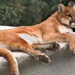 How indigenous collaboration is saving the olympic peninsula cougar