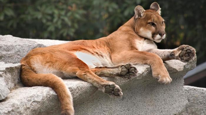 How indigenous collaboration is saving the olympic peninsula cougar