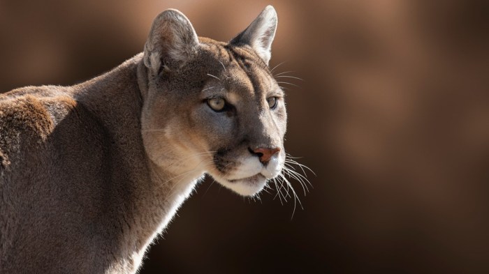 How indigenous collaboration is saving the olympic peninsula cougar